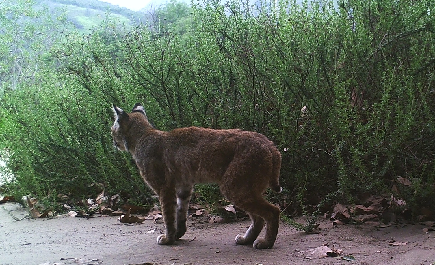 Bobcat